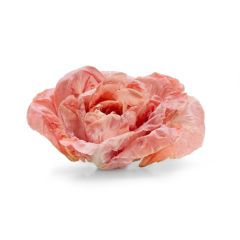 Le selezioni P&V Radicchio rosa
